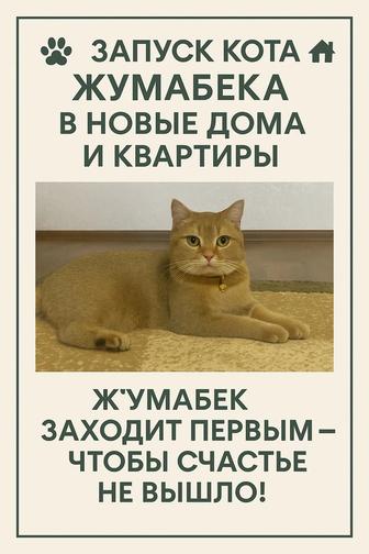 Запуск кота в новые квартиры и дома