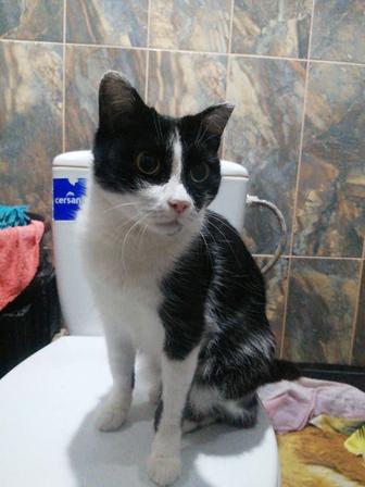 Найдена кошка