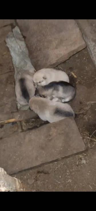 Собаки звонок охрана