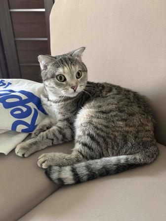 Отдам в хорошие руки кошку