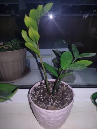 Продам долларовые цветы