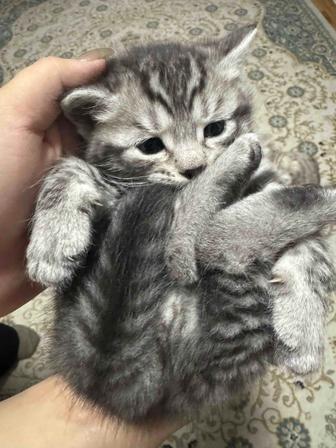 котята (метис).
Мама вислоухая, светлого окраса.