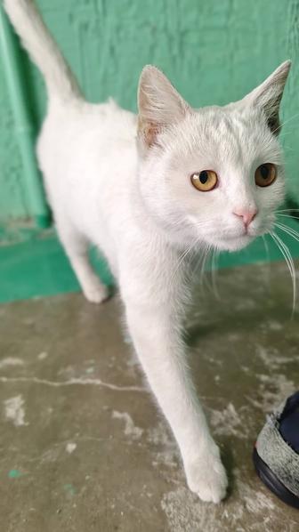 Кошечка молодая в добрые руки