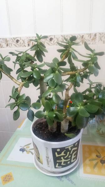 Продам Денежное дерево