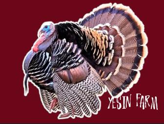 Бронза 708 инкубационные яйца индюков высокая выводимость