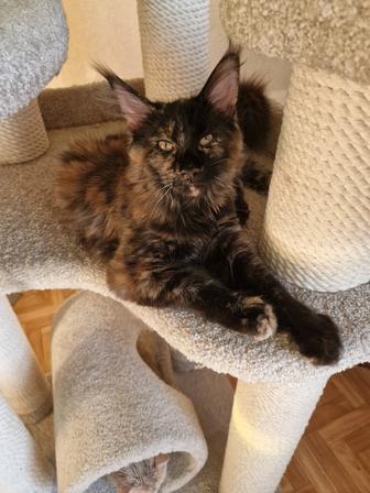 Котята породы мейн-кун.