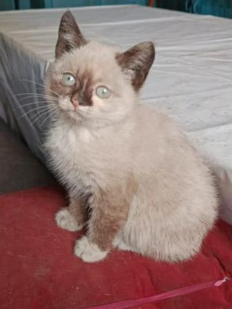 Сиамские котята