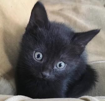 Маленький черный котенок