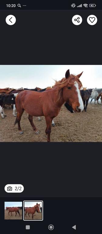 Продам жеребчика