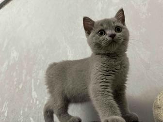Котенок британец