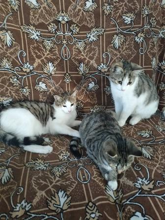 Котята 6 месяцев