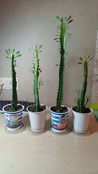 Трехгранный молочай