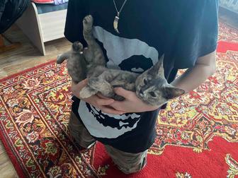 Кошечка 4 месяца в добрые руки