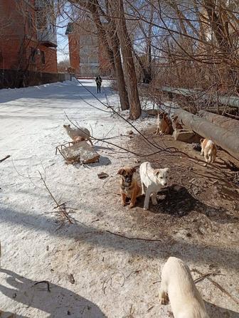 Маленькие щенки в опасности