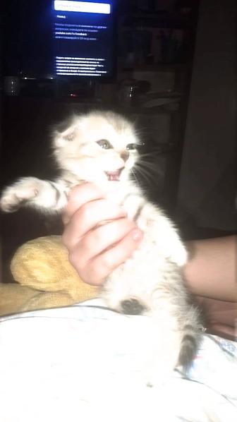 Шатланские вислоухие котята