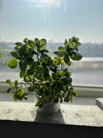 Каланхоэ предпочитает яркий рассеянный свет. Растение будет лучше всего себ