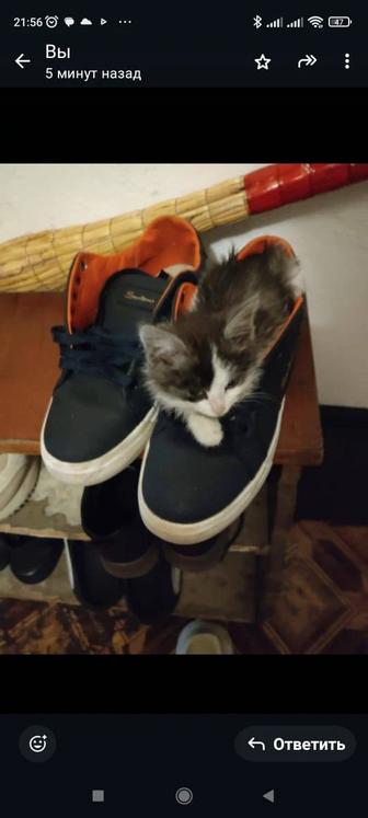 Котенок в хорошие руки(2мес)