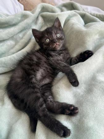 Котенок 2,5 мес девочка