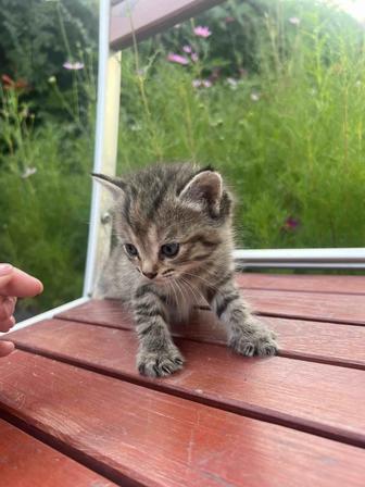 Отдам котят добрые руки!