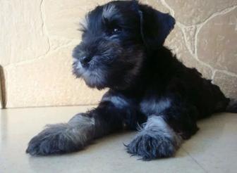 Идеальная племенная девочка ЦВЕРГШНАУЦЕРА. Бронь!