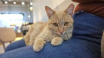 Котик ищет семью. 8 месяцев