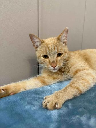 Котик ищет семью. 8 месяцев