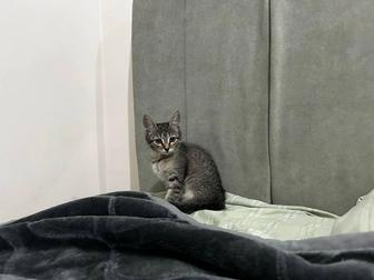 Отдам котенка в добрые руки