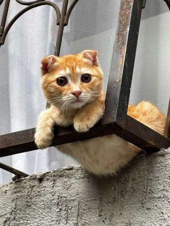 Отдам даром кота