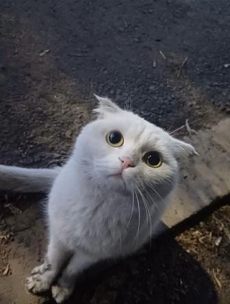 Дарю кошечку