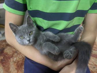 Отдам котенка