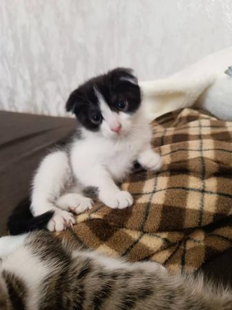 Котята 4 мальчика 2 девочки в добрые руки
