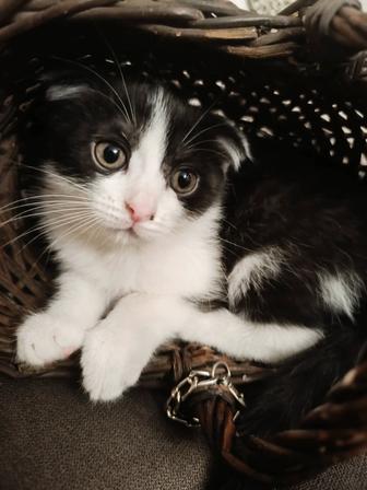 Котята 3 мальчика 2 девочки в добрые руки
