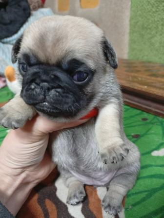 Продажа щенков мопса