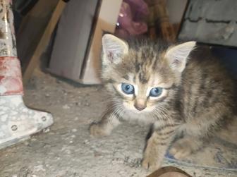 Нужен дом кошечкам!