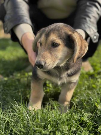 Ухоженные щенки