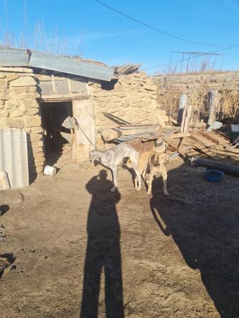 Продам щенков тазы от этой пары