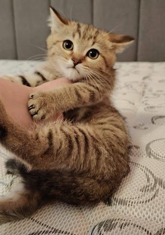 Британские котята Алматы
