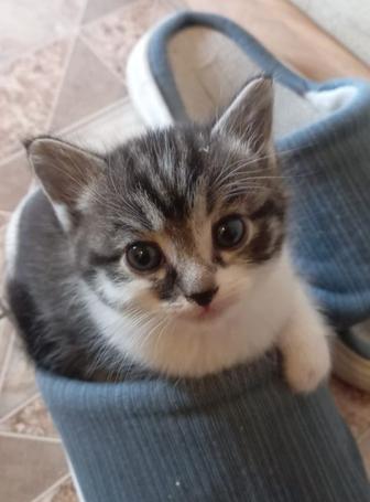 Отдам котят в добрые руки