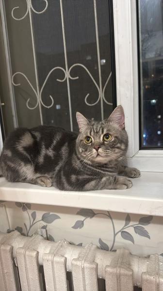Вязка кот