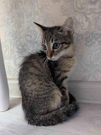 Отдам котенка девочка