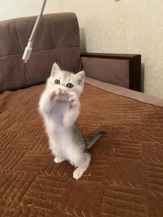 Продается породистая девочка котенок !