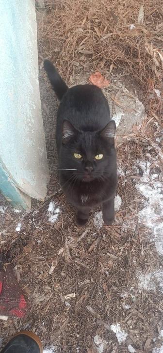 Котенок ищет семью