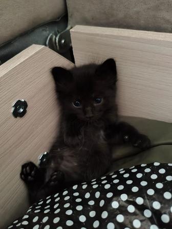 Отдаем котят в хорошие руки