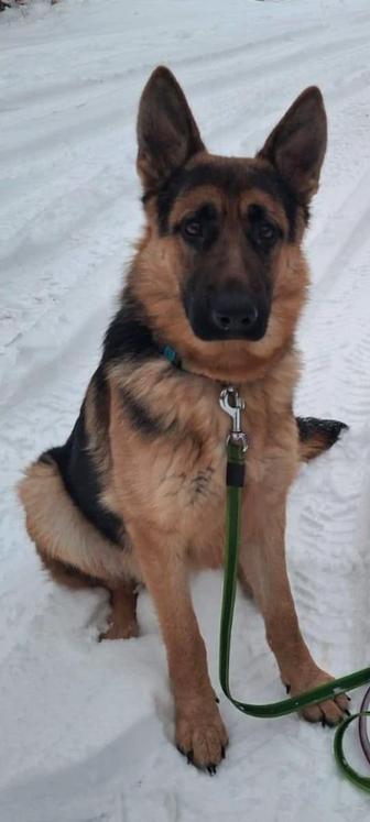 Продам немецкую овчарку