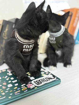 Отдам Котят в добрые руки