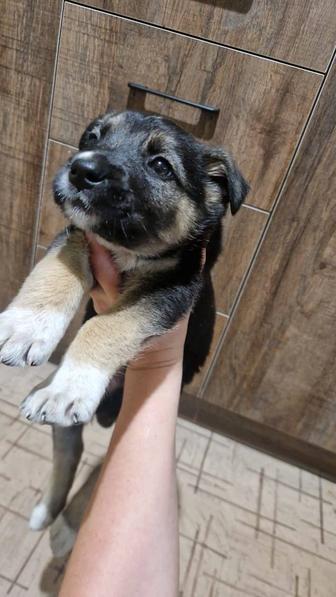 мальчик щенок в любящие руки