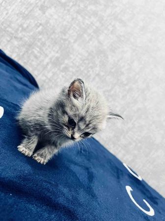 Продается британская короткошерстная кошечка