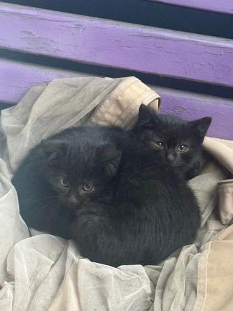 Отдам котенка