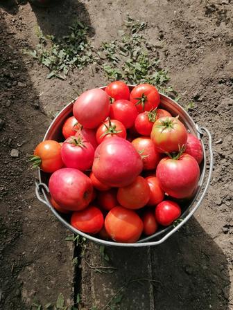 Продам домашние помидоры.