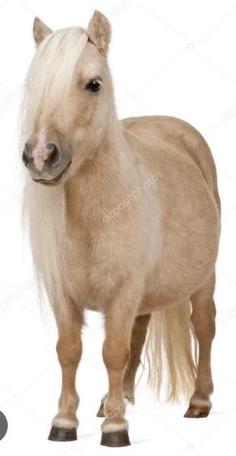 Продам ПОНИ